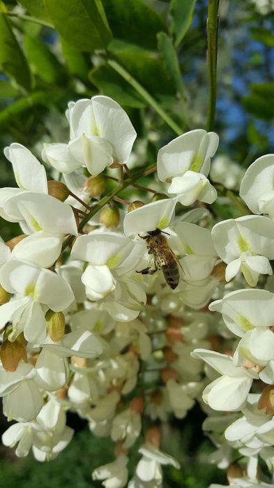 Miere certificată ecologic