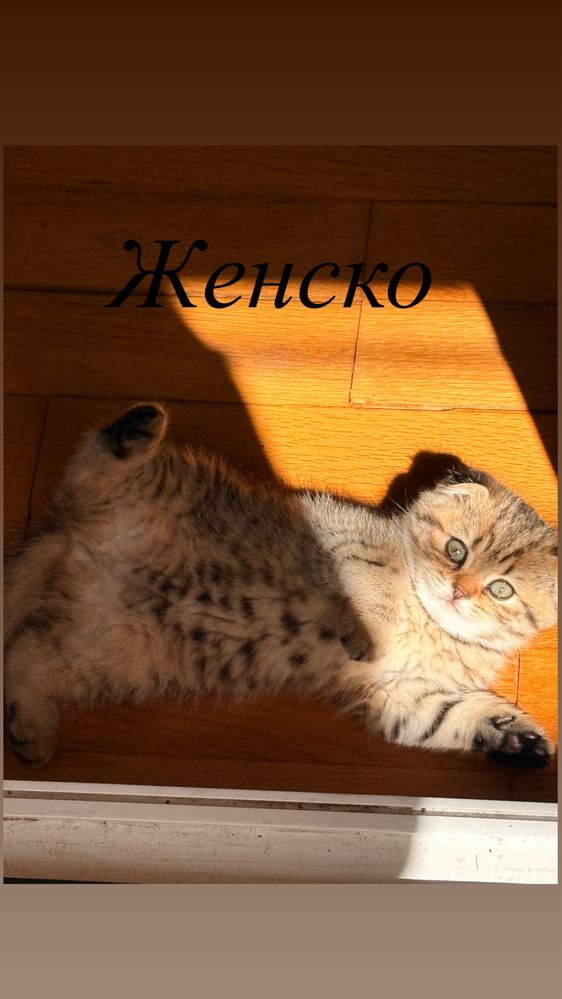 Британски котета-смеска