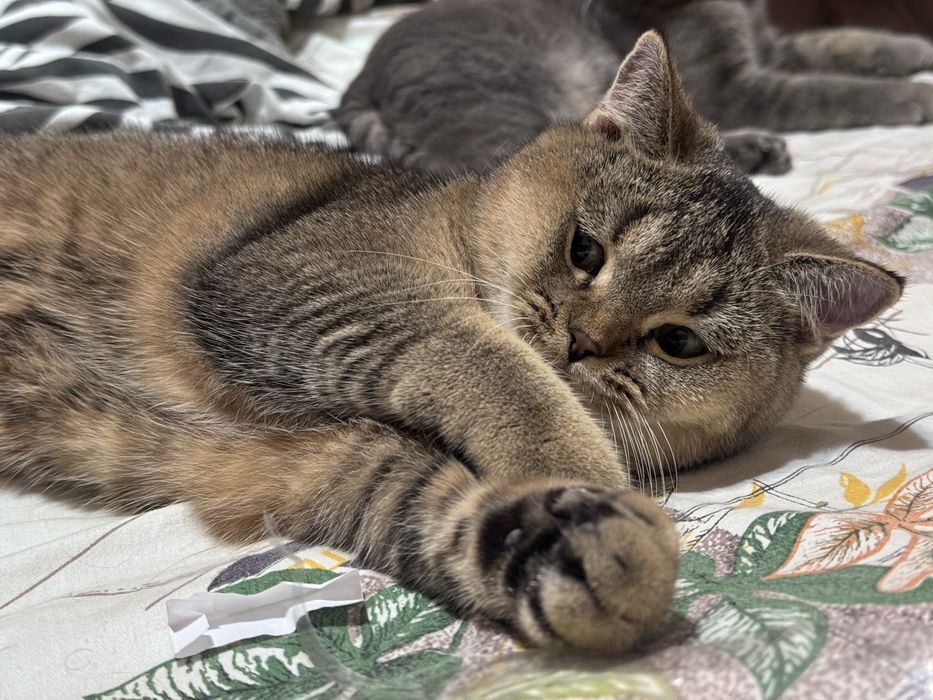 Котята скоттиш страйт скотиш страйд золотая шиншилла