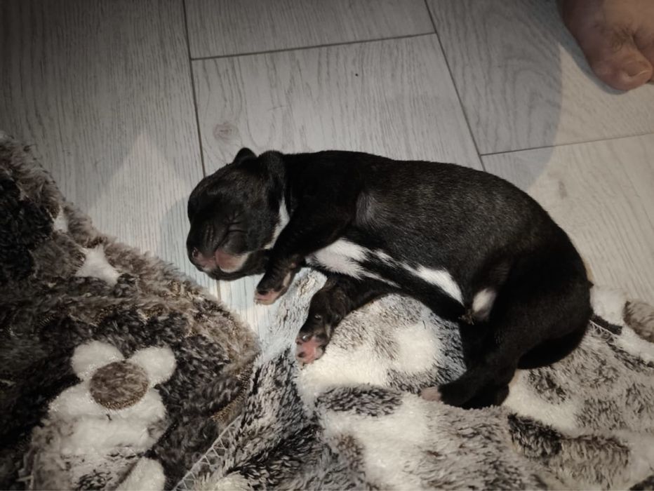 Отдаем щенков в добрые руки