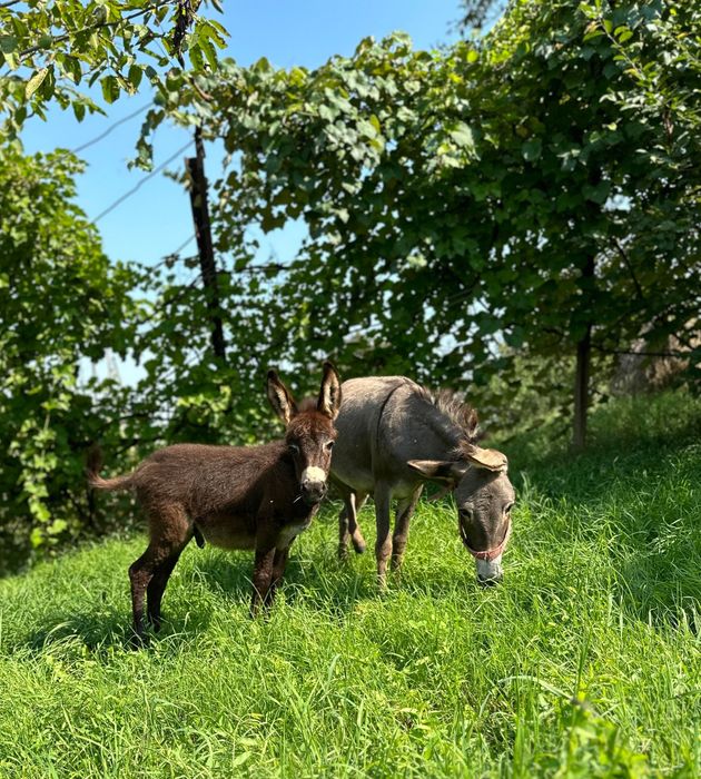 Lapte de Măgărită