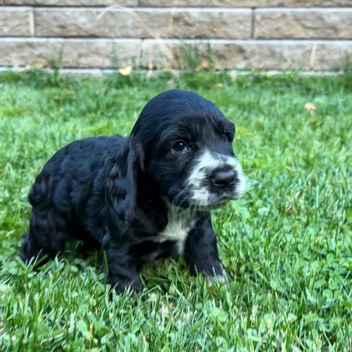 Английский Кокер-спаниель