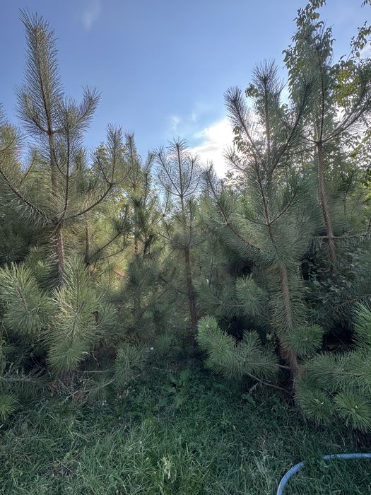 Кирим сасна арчалари сотилади