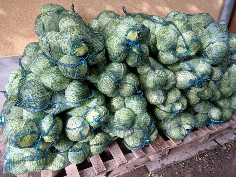 Varză plată de vânzare
