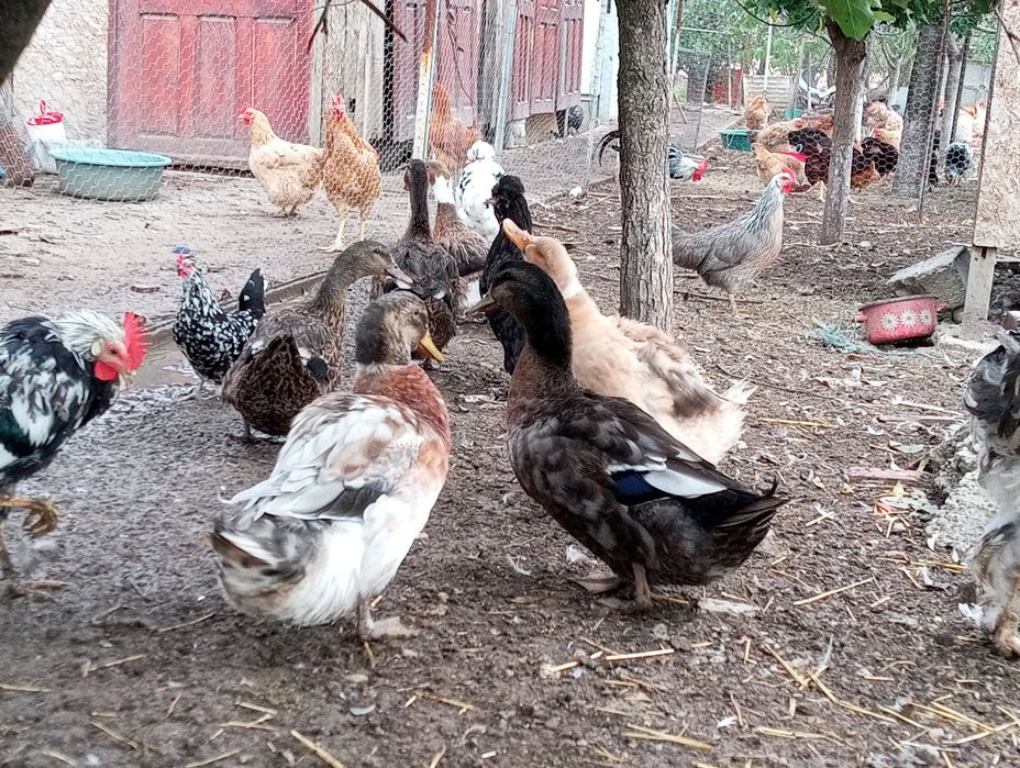 Cocosi și rae românești!