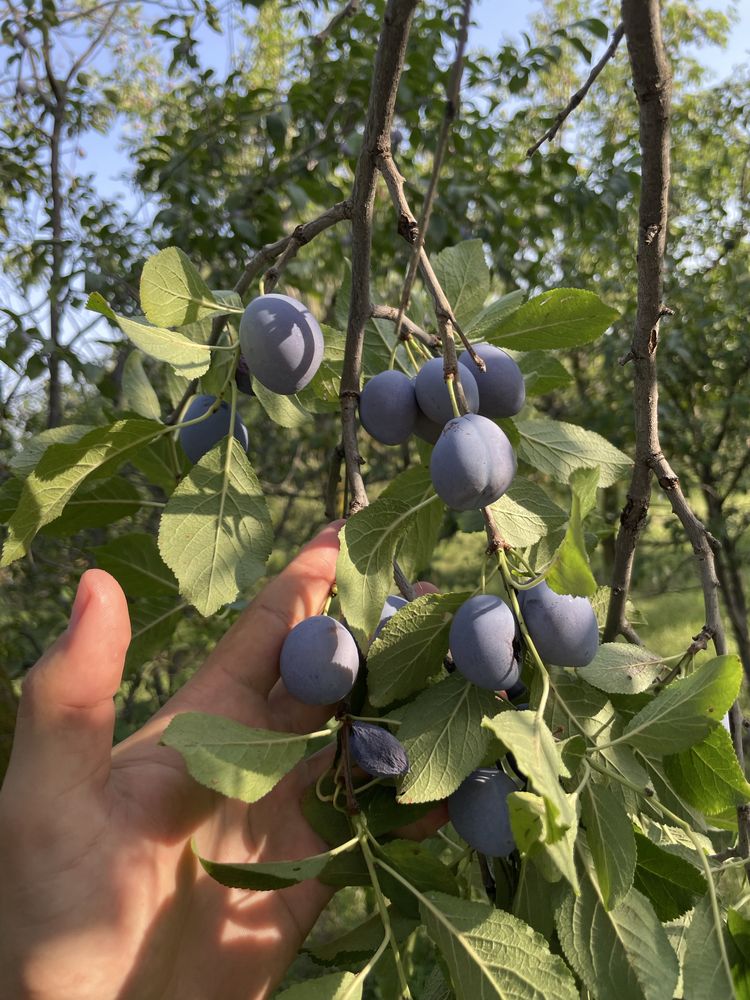 Vand prune rosii pentru tuică