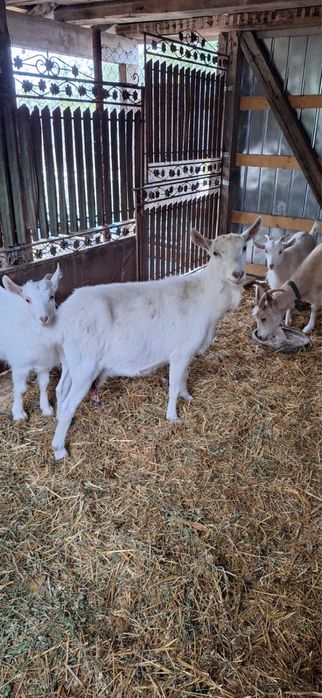 Capre carpatine de vanzare