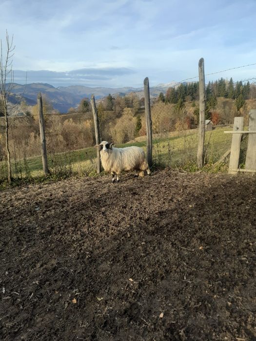 12 oi si 3 carlani 1 berbec