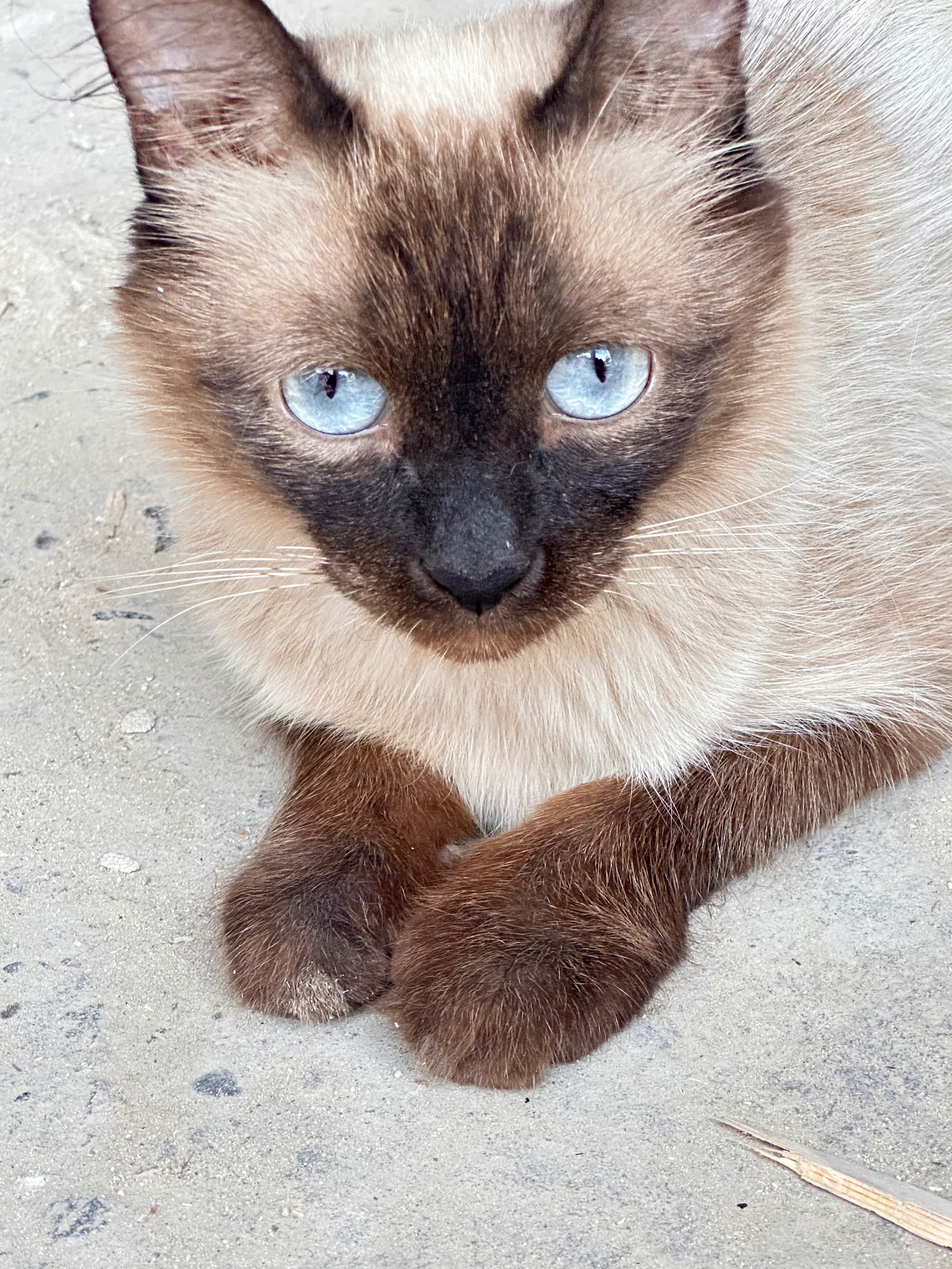 Сиамская кошка, отдам в добрые руки
