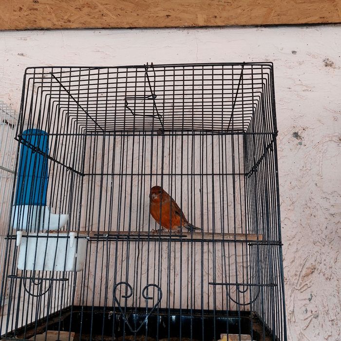 Прадётся канарейка самец