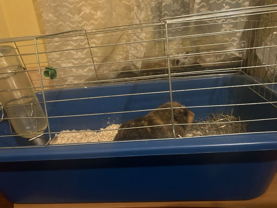 Подарява се морско свинче