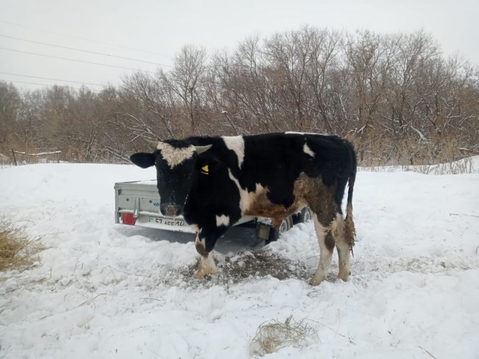 1,5 жасар бұқа сатылады