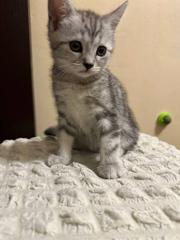 Продам породистых котят..