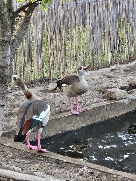 Vand sau schimb o pereche de Gâște egiptene/de nil