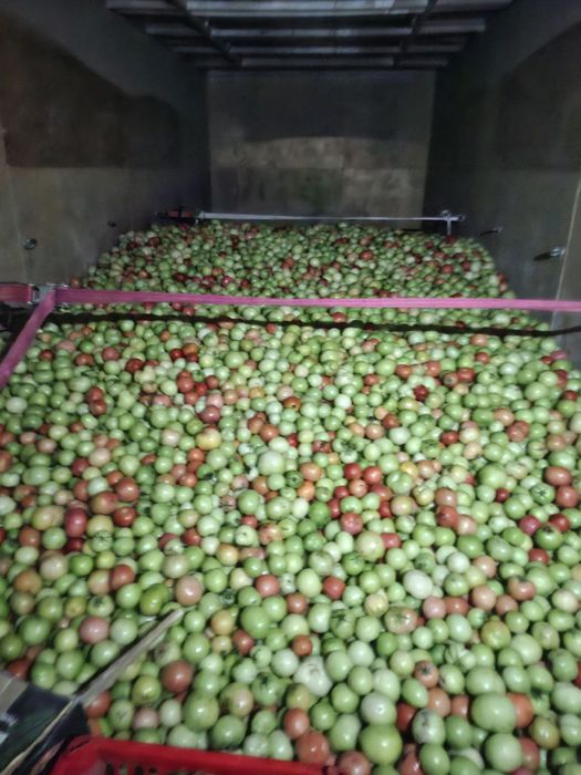 Kuk pamidor jizzax maydonida yetiwtirilgan