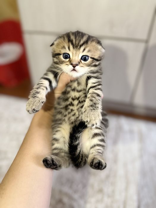 Тигр чистокровные котята сеоттиш фолд