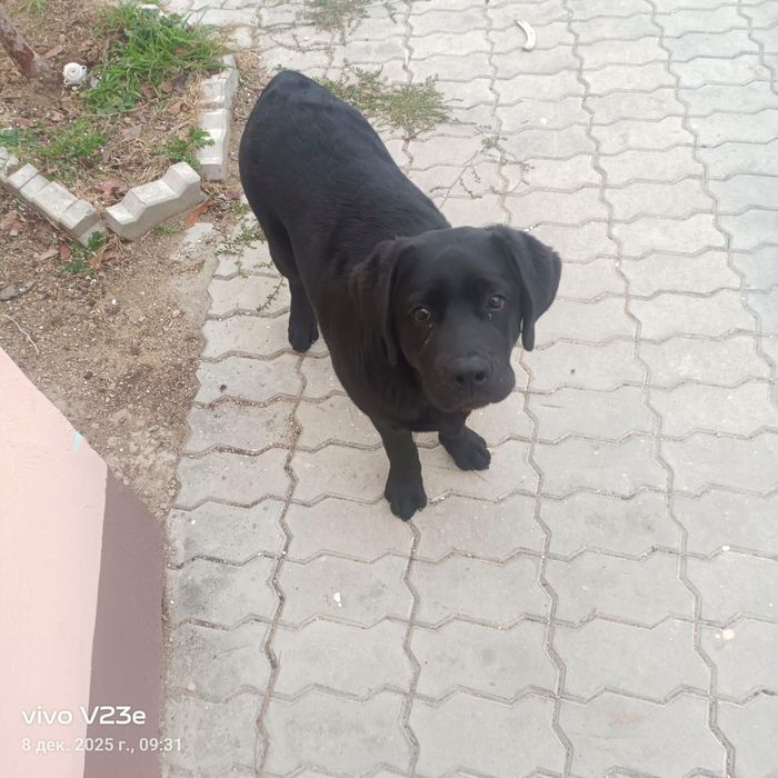 Собака породы ротвейлер. Паспорт есть.  уже 6 месяц за 120 000 тг