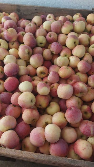 Mere pentru consum din livada