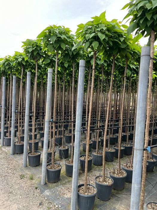 Spirale pon pon magnolia laur englezesc Photinia brazi pini enupar