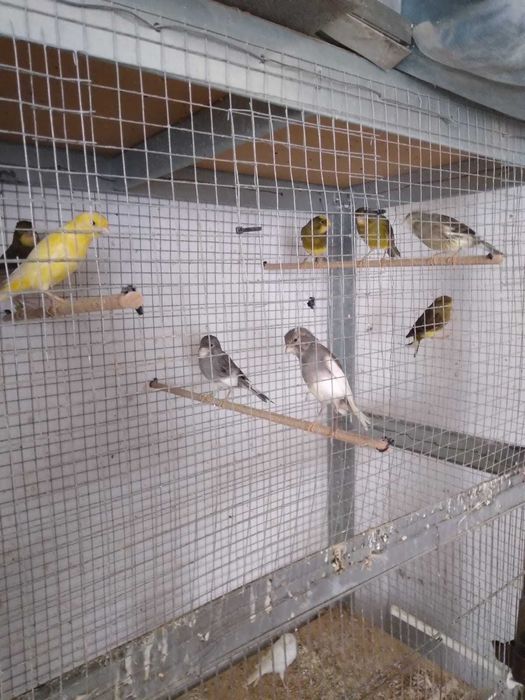 Vand Canari, Pescarusi Japonezi, Papagali Cantatori