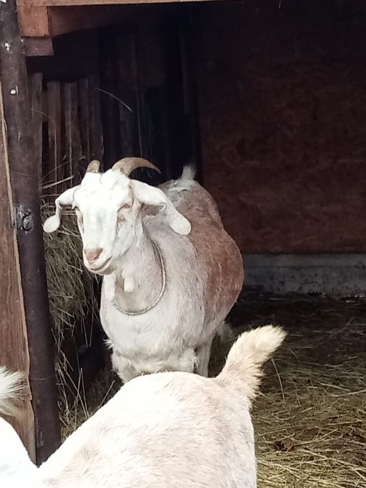 Capră aglonubia de lapte