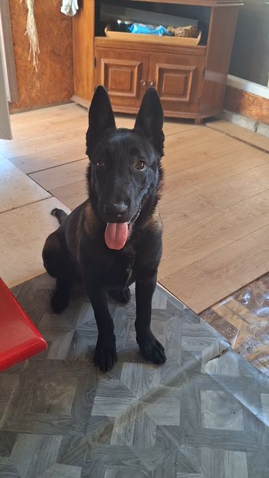 Vând Ciobănesc belgian malinois în vârstă de 8 luni