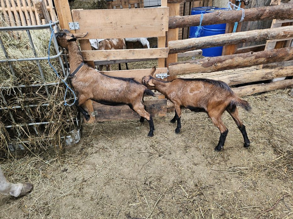 Capre alpine franceze