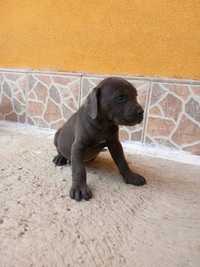 Cane corso talie mare