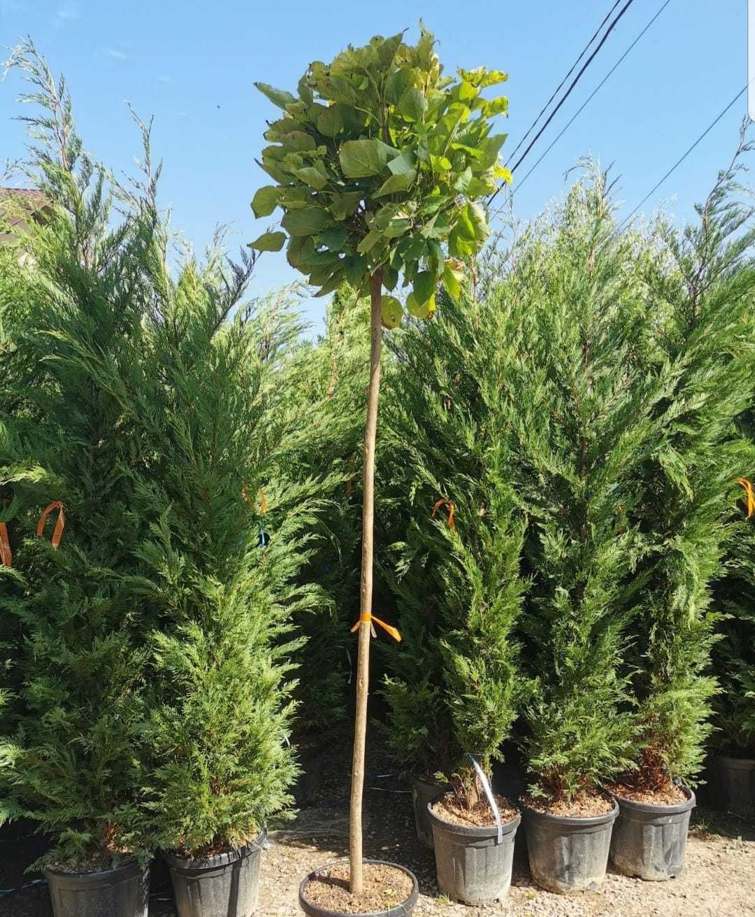 Tuia Smaragd De calitate Extra,Tuia Spiral, Buxus