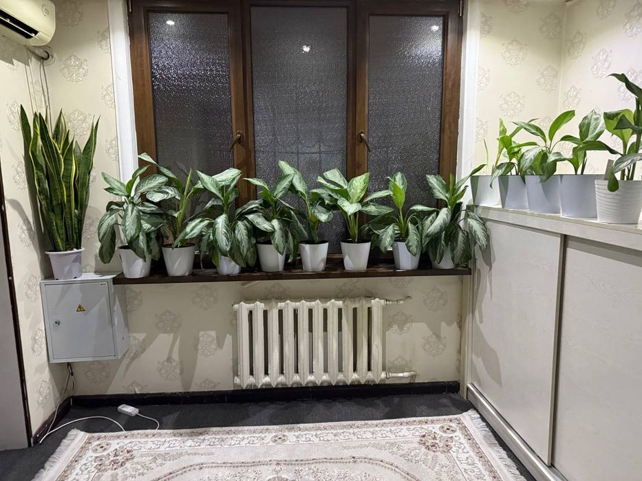 Цветы oglanema продаюца срочно