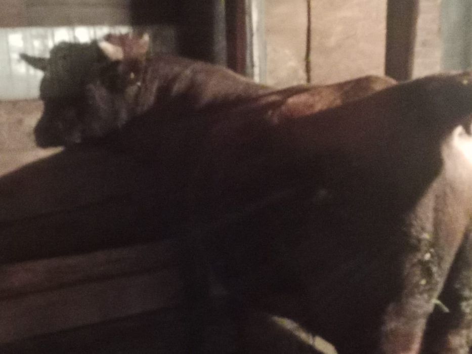 Продам быков  Актобе