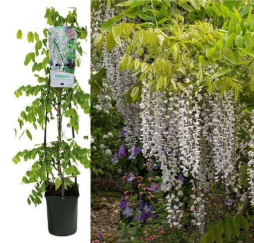 Wisteria (Glicina La Ghiveci) Diferite Culori