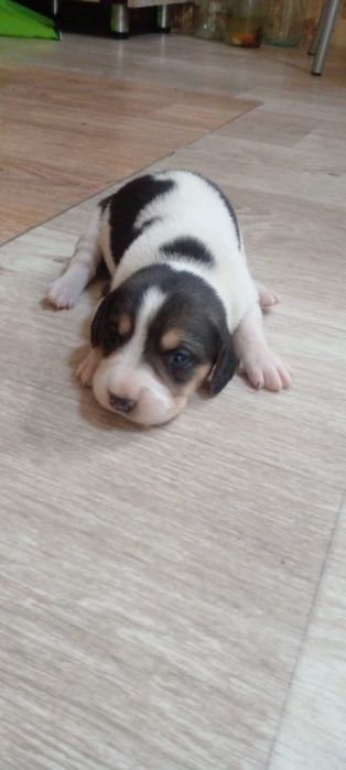 Щенки гончей породы