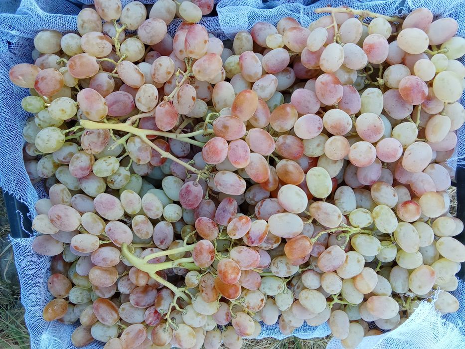 UZUM TOYFI xaladelikda