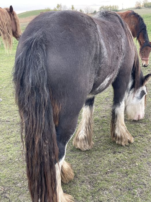 Vand manze,fac schimb si cu baloti sau porumb