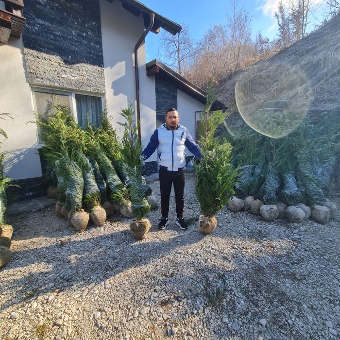 Gard viu lelandy mesteacăn tei