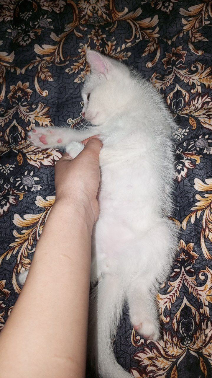 Кошка скотиш страйт 2 мальчики