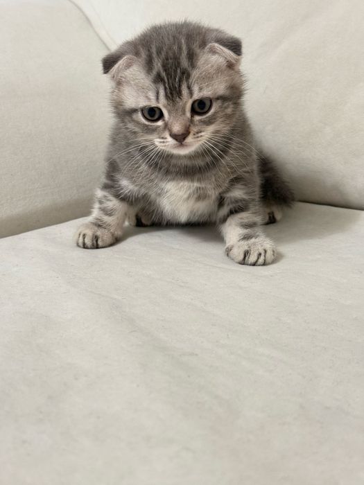 Продам шотландского вислоухого котенка