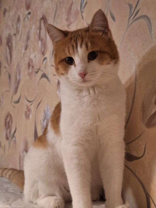 Отдам кастрированного котика