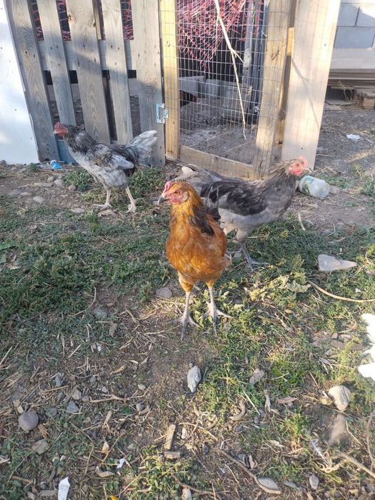 Продам домашних кур