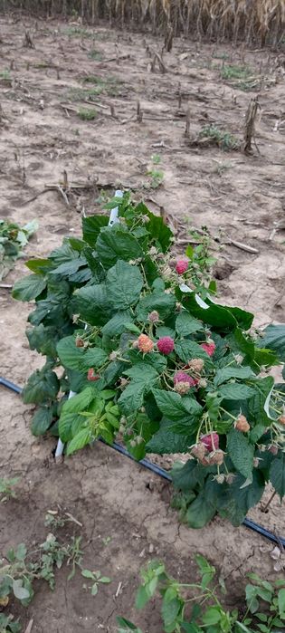 Butas Zmeura remontant