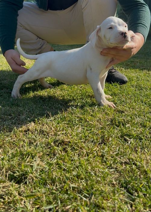 Dog Argentinian cu Pedigree