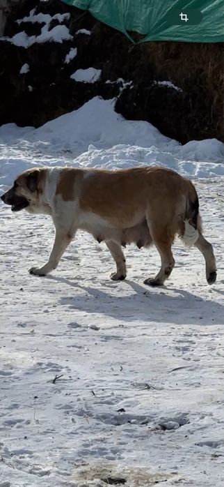 Чистоковная бойсовская тобет