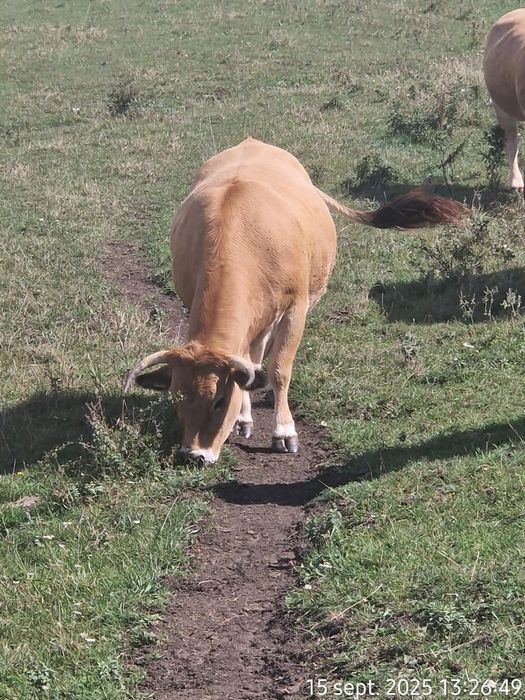 Vand 25 Juninci Gestante Aubrac
