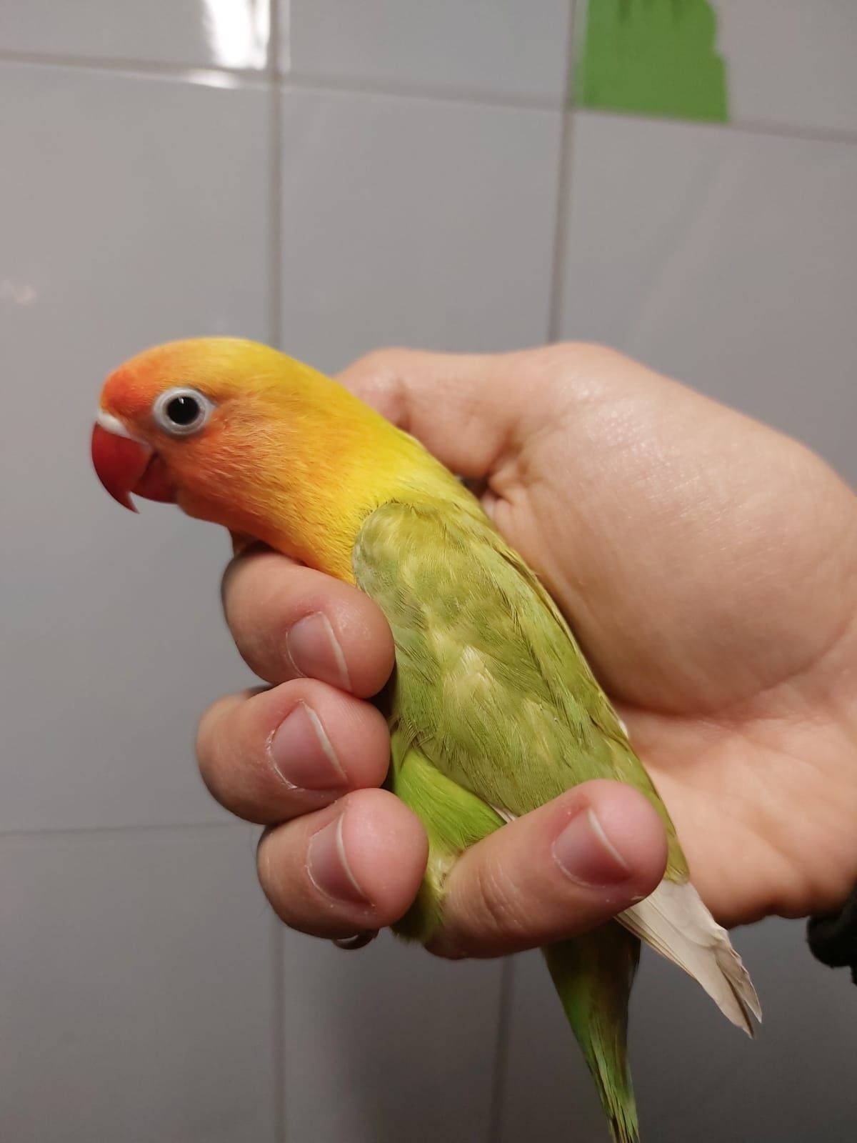 Pui papagali agapornis fischeri blanzi crescuti la seringa (lovebird)