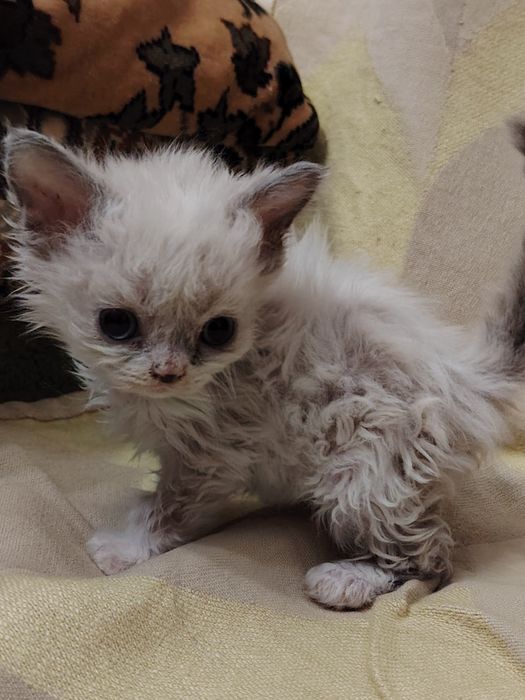 Селкирк Рекс котята 1,5 месяца