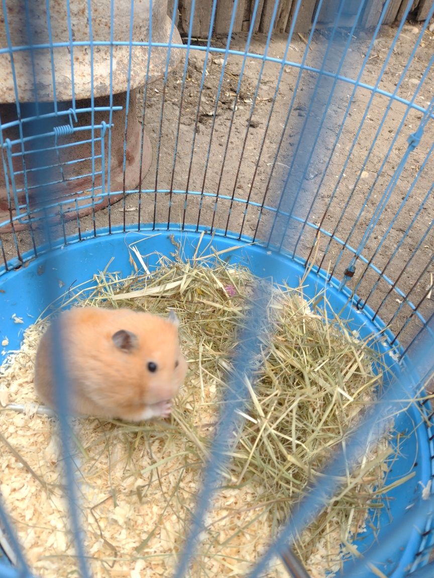 Donez 3 hamsteri