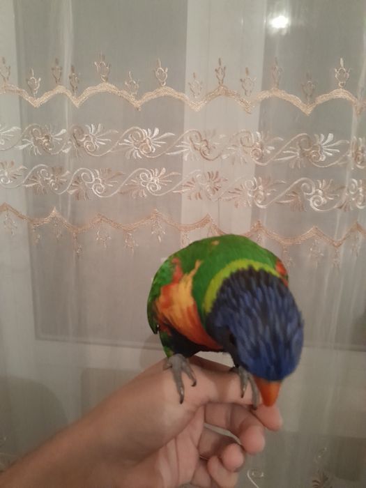Попугай Лори. Ручной