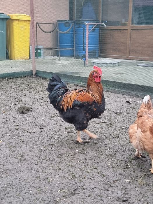 Cocoși tânăr din primăvară