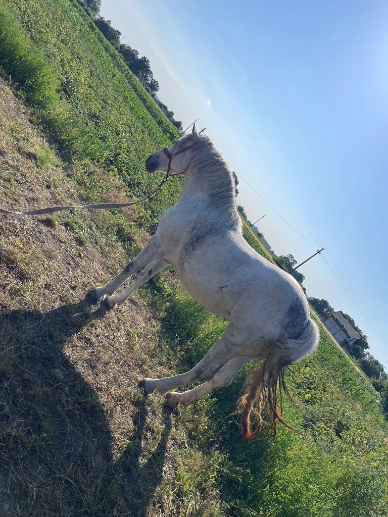 Vând iapa în vârstă de 7 ani